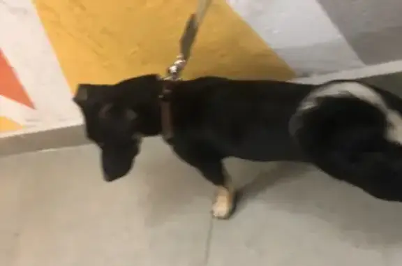 Собака найдена на Тэцевской, 4Д в Казани