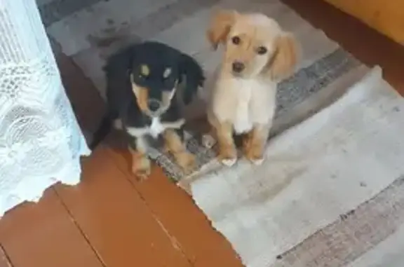 Найдена собака, Мальцы, фото: Собаки найдены перед д.Мальцы, Чеховский р-н и отвезены в приют 