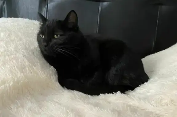 Потерянные животные Москва, фото: Пропала кошка в дер. Мешково, Москва