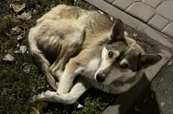 Собака найдена возле остановки 