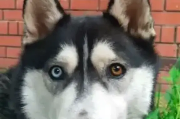 Собаки потеряшки, Москва, фото: Потеряшка мальчик-Хаски Зевс, Байкальская ул. 5 с3, Москва.