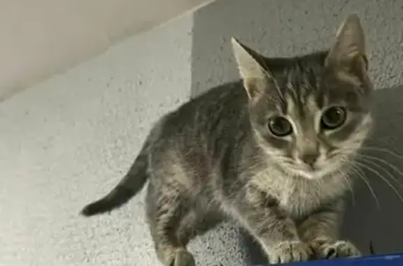 Найден домашний серый котенок в Уфе