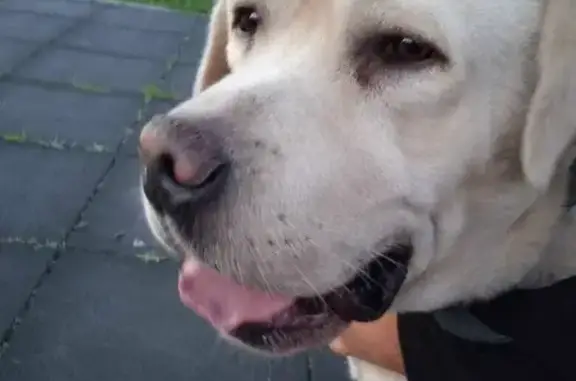 Собака Мальчик найдена на 22-й аллее, Таганрог