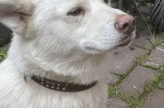 Собака Белый найдена на Егорьевском шоссе