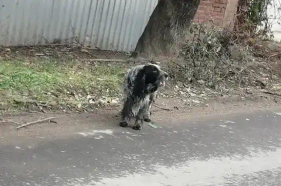 Пропала собака Спаниель на улице Фурманова, Краснодар