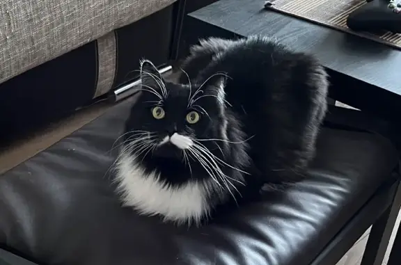 Потерянные животные Смоленск, фото: Пропала кошка Кот на Ломоносова, 16А в Смоленске