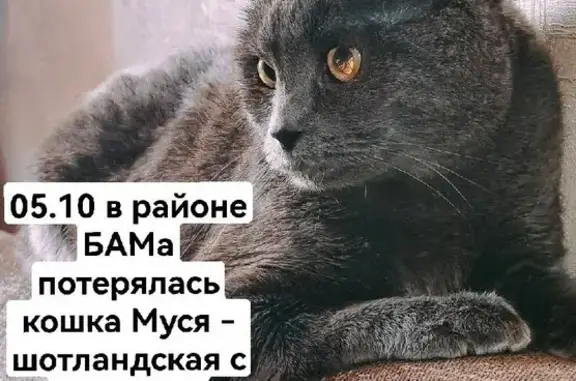 Пропала кошка Муся на пр. Циолковского, Петропавловск-Камчатский