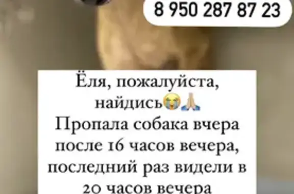 Пропала собака Ёля в районе Фадеева, Владивосток