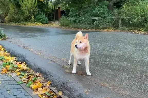 Собака Сиба ину найдена в Московской области