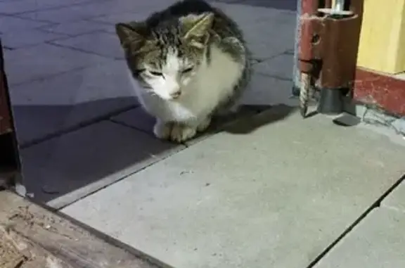 Найдена бело-коричневая кошка на Крымской, Ижевск