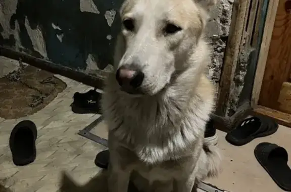 Пропала собака Бен в Засвияжском районе, Ульяновск