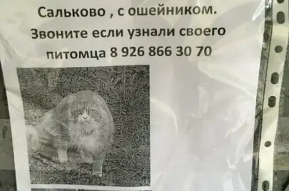 Найдена кошка в поселении Клёновское с ошейником.