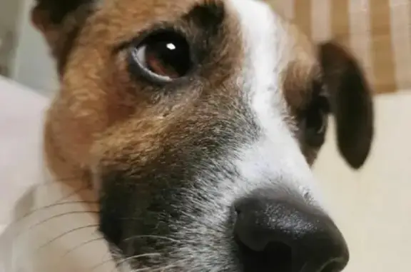 Собаки потеряшки, Томск, фото: Потеряшка собака Август на ул. Старо-Деповской, Томск