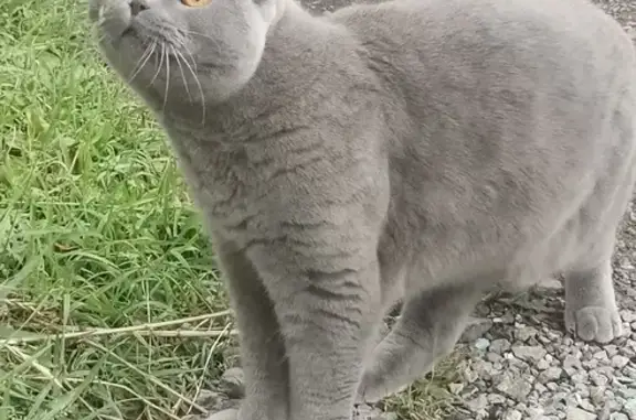 Пропала кошка на Комсомольской, Вислоухий Шотландец, серый.
