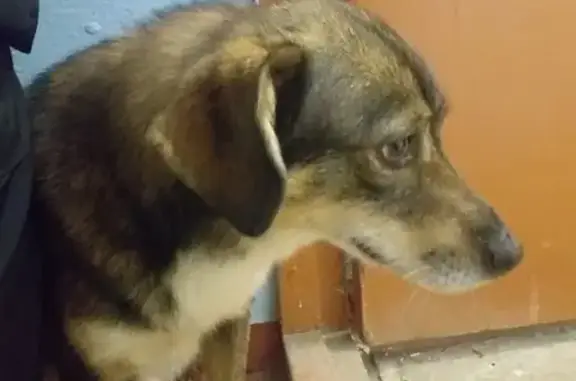 Собака найдена на Октябрьском проспекте 131/3 в Сыктывкаре