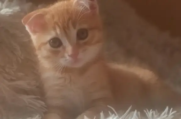 Потерянные животные Новосибирск, фото: Пропала кошка на улице Федосеева, Новосибирск