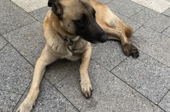 Найдена собака на Матвеевской улице, Москва