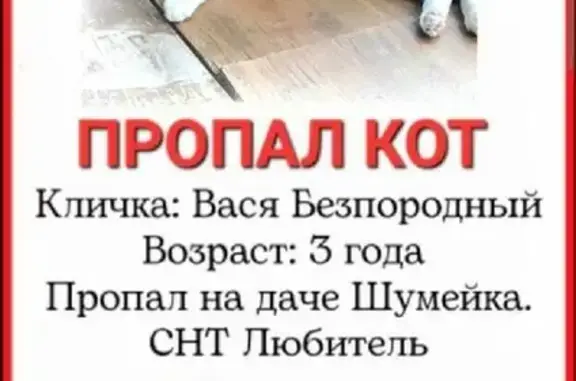 Пропала кошка в Красноярском сельском поселении (Саратовская область)
