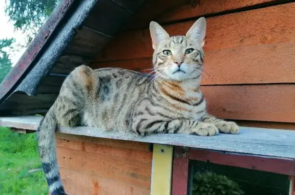 Кошки потеряшки, Санкт-Петербург, фото: Потеряшка кот Макс на ул. Червонного Казачества 8, СПб.