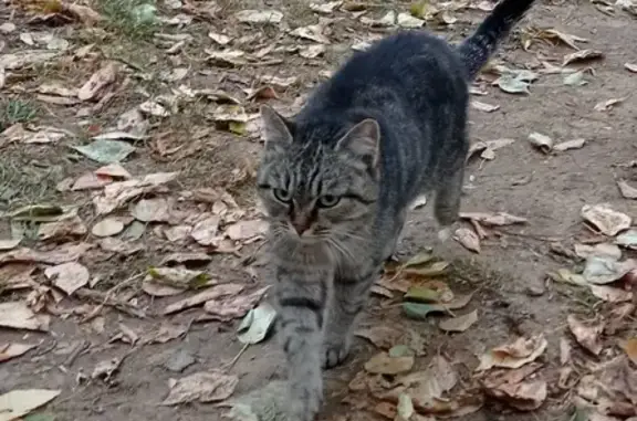 Найдена контактная кошка на ул. Стачек, 18А