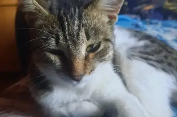 Найдена кошка на Энергетической улице в Астрахани