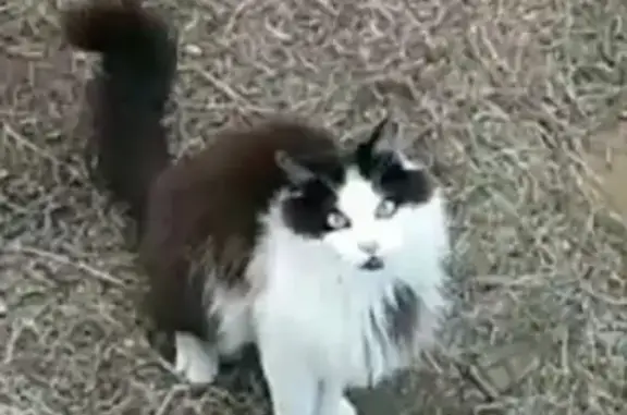 Пропал бело-черный кот с особенностью пить боком в Чите