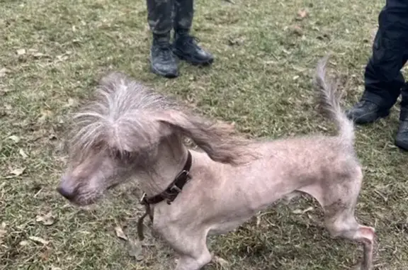 Найдена собака на ул. Пехотная, Москва