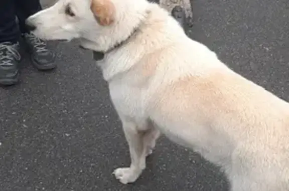 Найден добрый Беленький пес на Кондратьевском проспекте