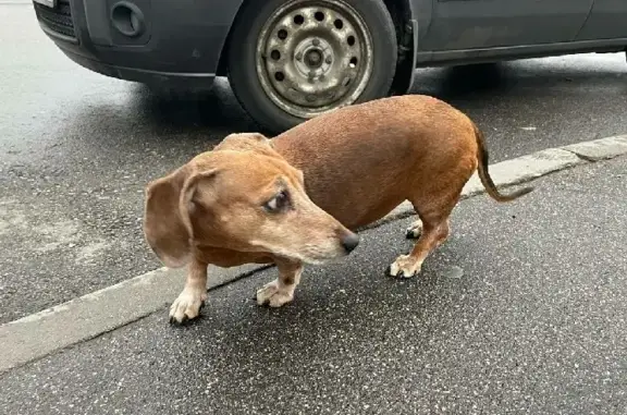 Собака Такса найдена на Заречной ул. 45 к2, Парголово.