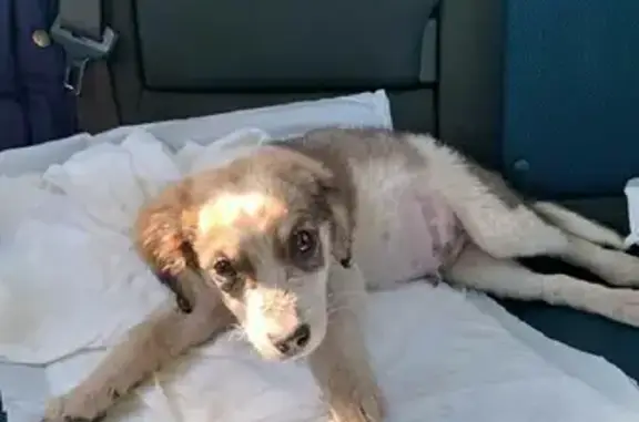 Найден щенок на трассе Кемерово-Анжеро-Судженск