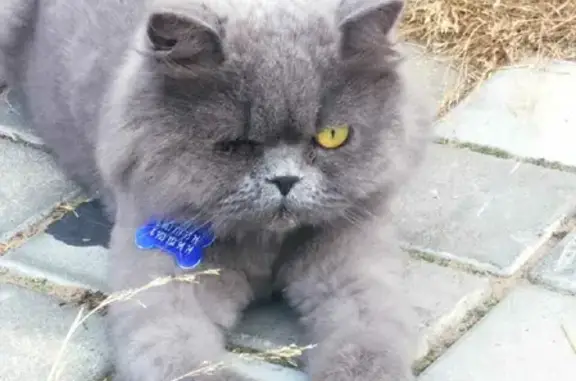 Кошки потеряшки, Москва, фото: Потеряшка кошка в Дрезне, район Гридинских дач