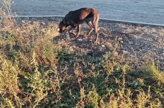 Собака найдена в районе Храма на Рёлочном переулке