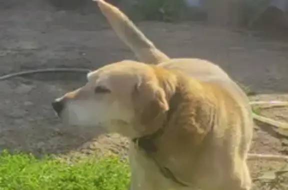 Пропала собака на Московской улице, порода русская гончая