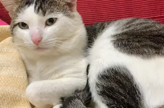 Кошки потеряшки, Москва, фото: Потеряшка кошка Марсик на Большой Черкизовской, Москва