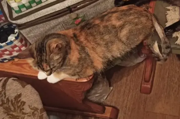 Кошки потеряшки, Санкт-Петербург, фото: Потеряшка кошка на Малой Балканской, СПб, ул. 38