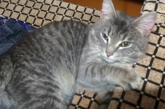 Найдена серая кошка на ул. Яковлева, 6 в Томске