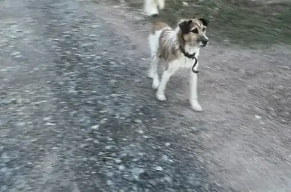 Найдена собака на Сызранской, 21 в Оренбурге