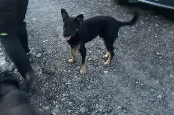 Найден щенок на ул. Ульянова 6, Оренбург