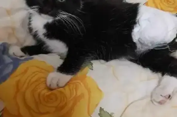 Найдена кошка со сломанной лапкой на ул. Титова