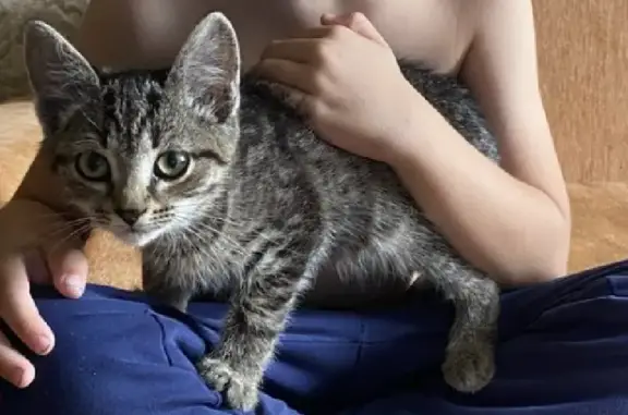 Кошки потеряшки, Западный, фото: Потеряшка кошка на Вишнёвой аллее, 7