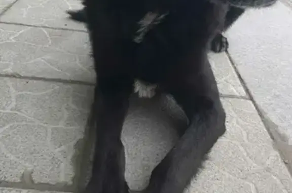 Найдена собака без ошейника возле ТЦ Лента, ул. Астахова, 4 к1, Коломна