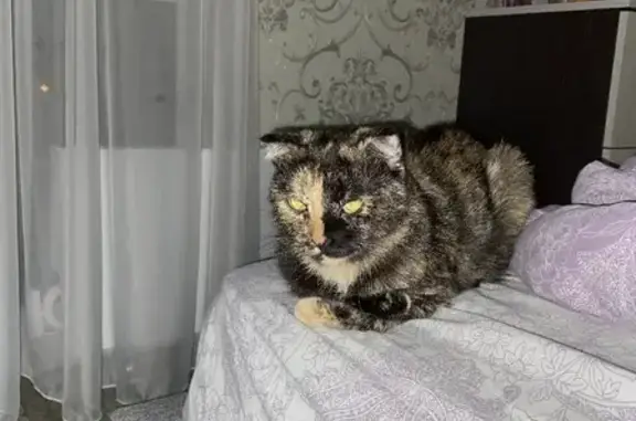 Пропала кошка на Покровской, 28