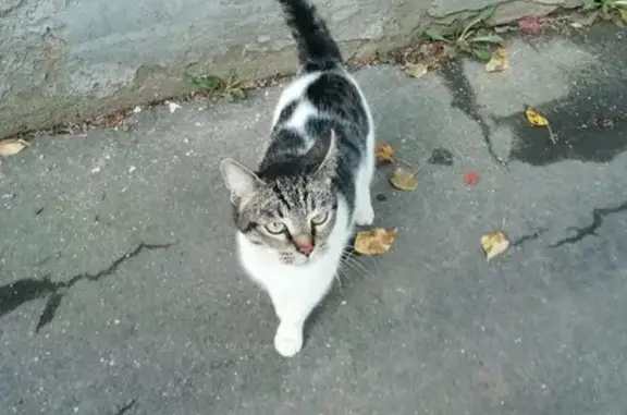 Найдена кошка в Ленинском районе, ищет хозяев на улице Чкалова, 20А