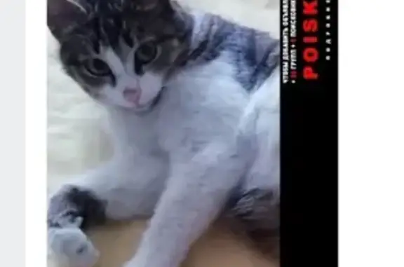 Кошки потеряшки, Ярославль, фото: Потеряшка кошка 