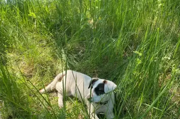 Пропал пёс в Село Волосово-Дудино, Калужская область