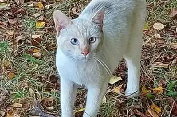 Найден кот с голубыми глазами на Машиностроительной ул. 96