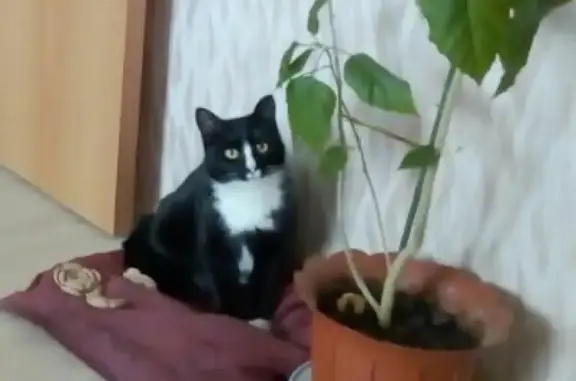 Пропала стерелизованная кошка в Деревне Шипово, Уфа