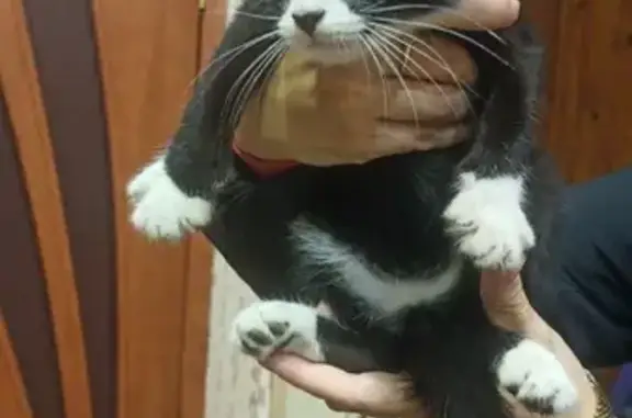Найдена кошка Кот маркиз на Пороховской улице