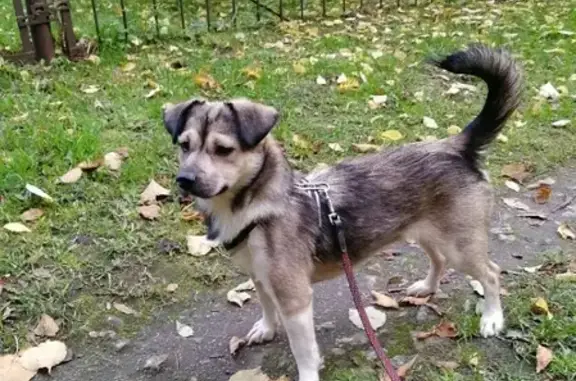 Пропала собака Кассиопея на Бокситогорской, СПб