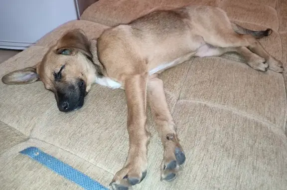 Собака найдена на улице Гагарина, 14 в Магнитогорске.